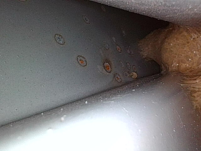 Заднее правое крыло: окрашен